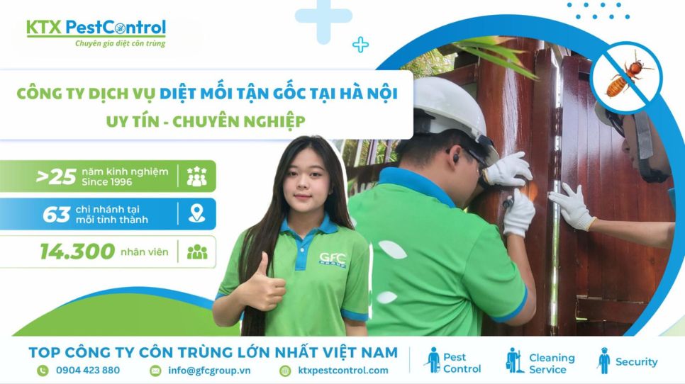 Dịch vụ diệt mối Hà Nội tận gốc tại nhà