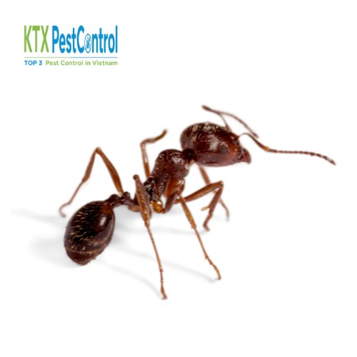 Dịch vụ diệt kiến